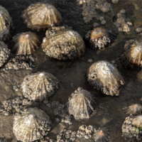 Limpets