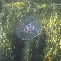 Moon jellyfish